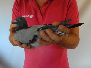 Pigeon image