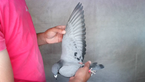 Pigeon image