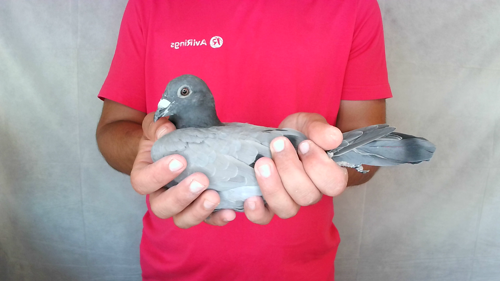 Pigeon image