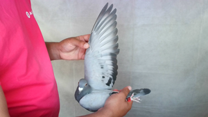 Pigeon image