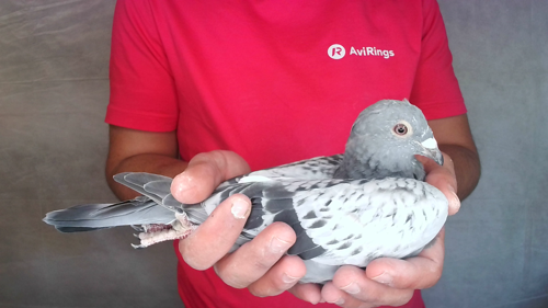 Pigeon image