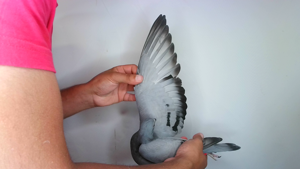 Pigeon image
