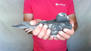 Pigeon image
