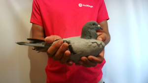 Pigeon image