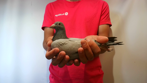 Pigeon image