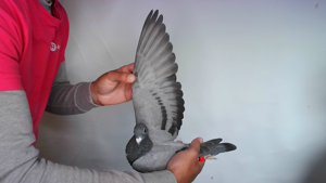 Pigeon image