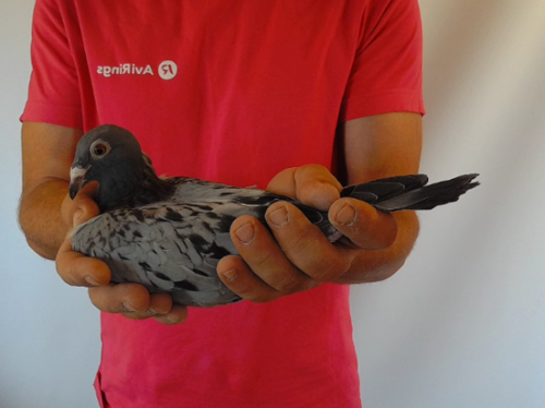 Pigeon image