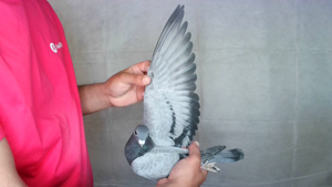 Pigeon image
