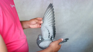 Pigeon image