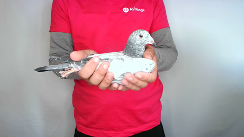 Pigeon image