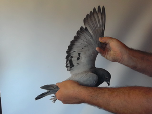Pigeon image