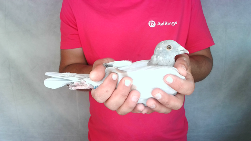 Pigeon image