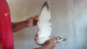 Pigeon image