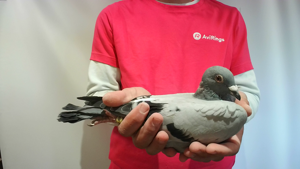 Pigeon image