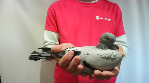 Pigeon image