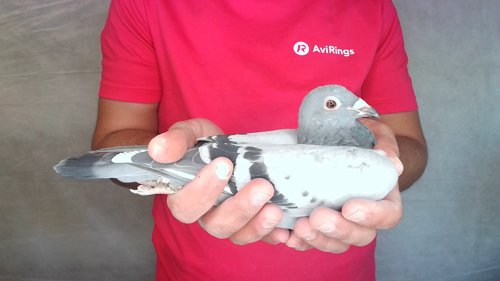 Pigeon image