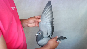 Pigeon image
