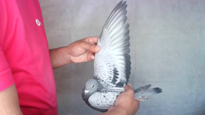 Pigeon image