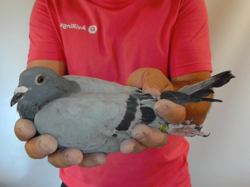 Pigeon image
