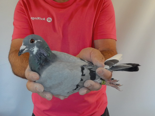 Pigeon image