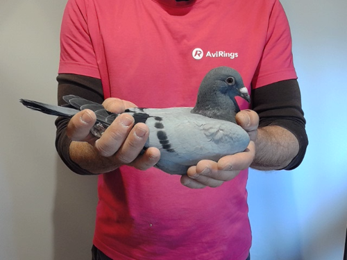 Pigeon image