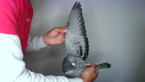 Pigeon image