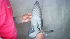 Pigeon image