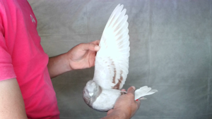 Pigeon image