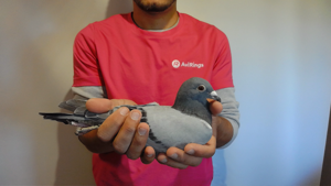 Pigeon image