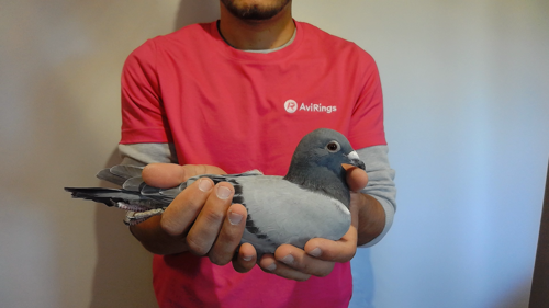 Pigeon image