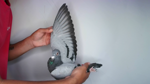 Pigeon image