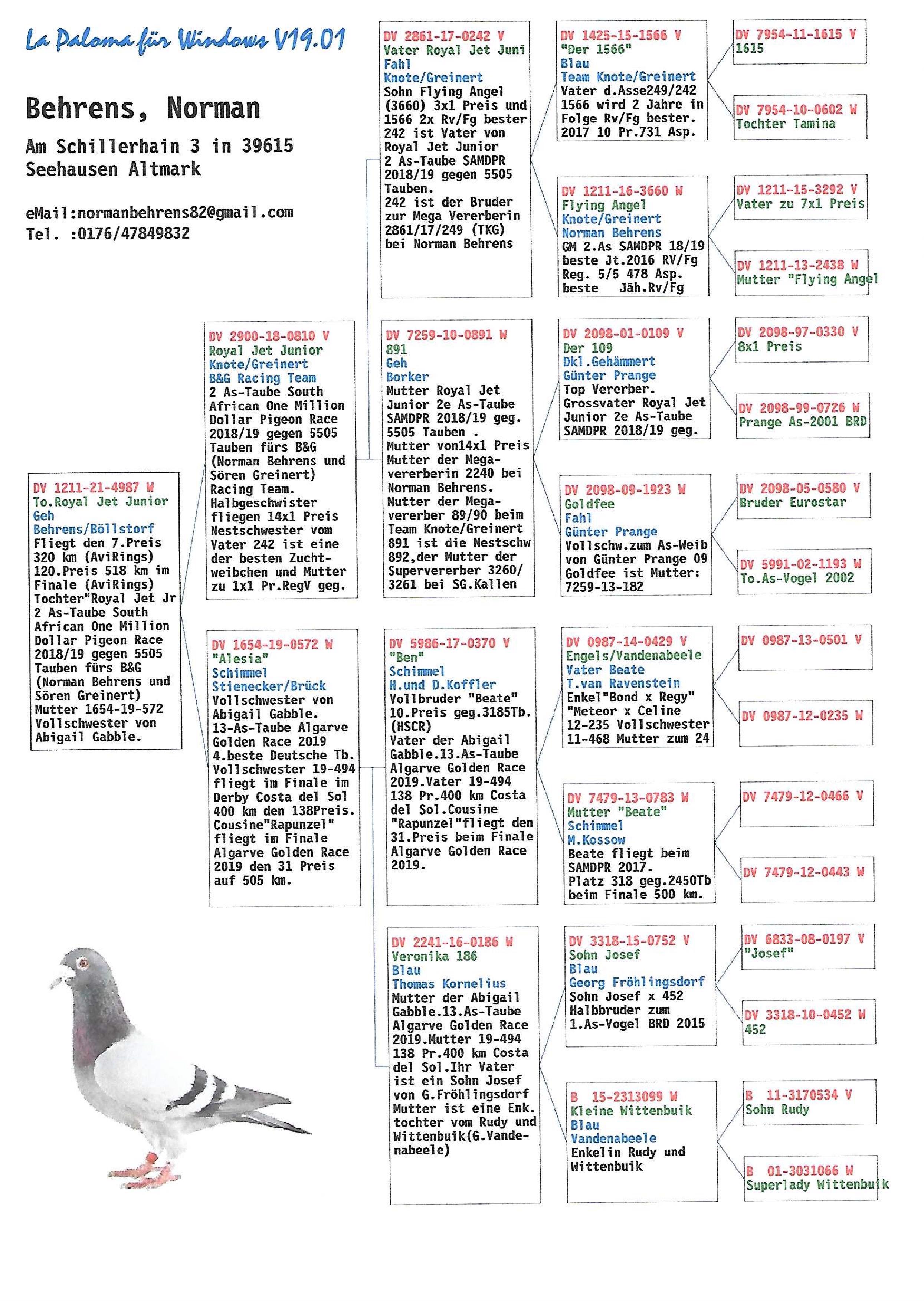 Pigeon pedigree image