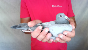 Pigeon image