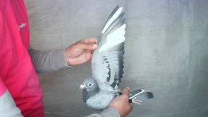 Pigeon image