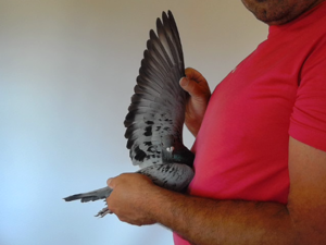 Pigeon image