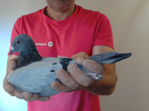 Pigeon image