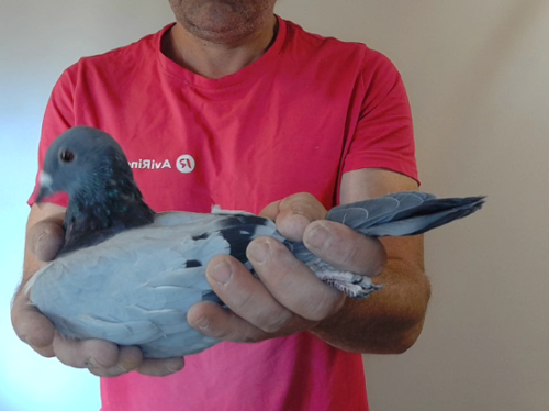 Pigeon image
