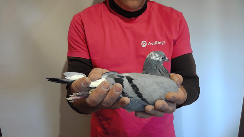 Pigeon image