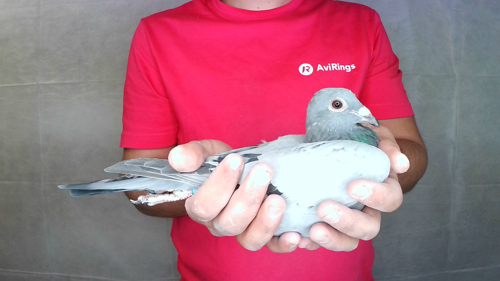 Pigeon image