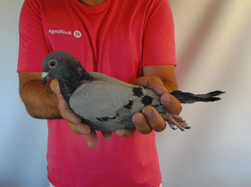 Pigeon image