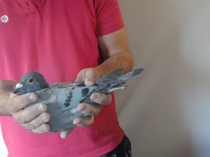Pigeon image