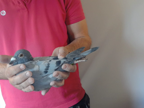 Pigeon image