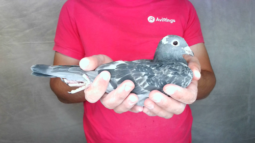 Pigeon image