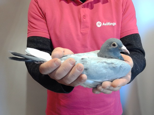 Pigeon image