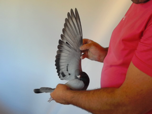 Pigeon image