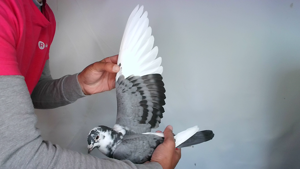 Pigeon image