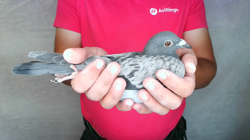 Pigeon image