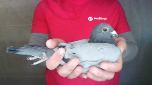 Pigeon image