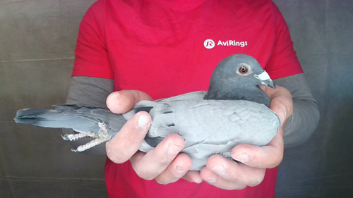 Pigeon image