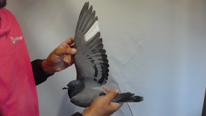 Pigeon image